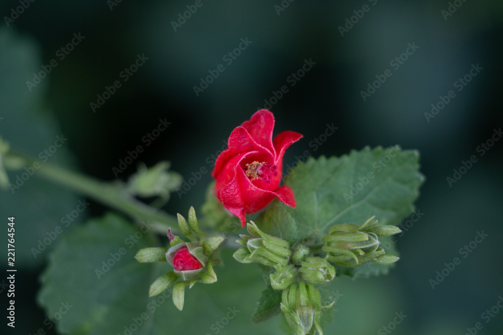 Fototapeta premium Turk's Cap Flower