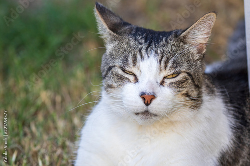 Domestic Cat - Felis silvestris catus or Felis catus