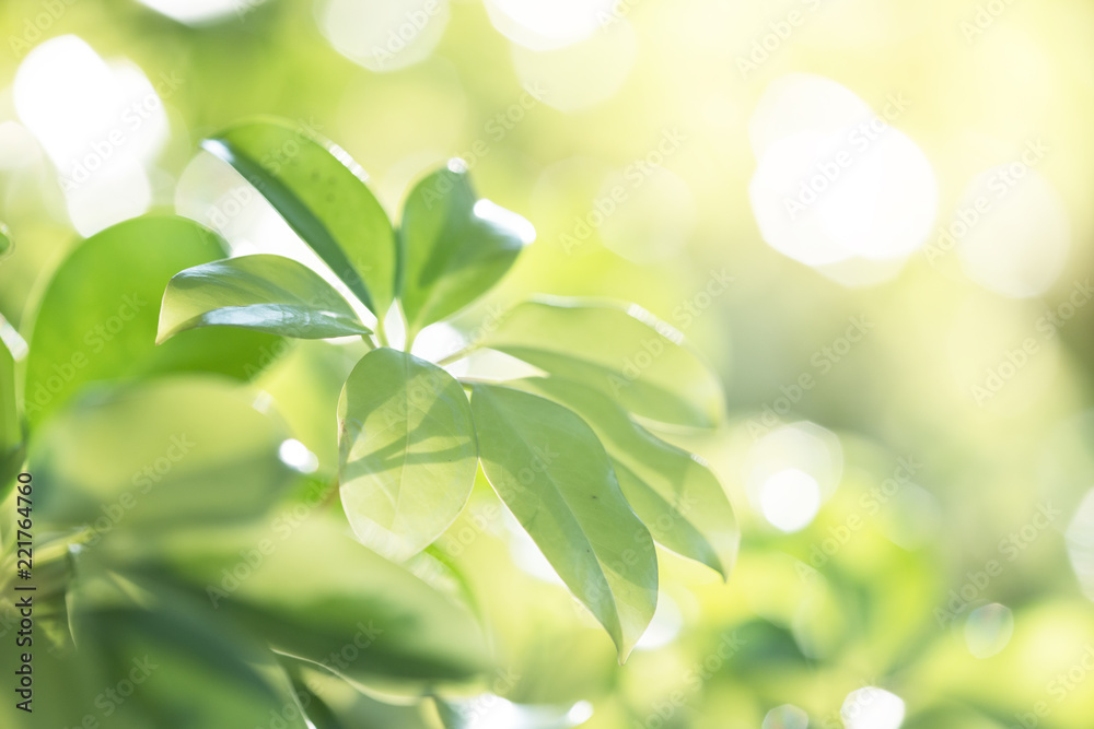 Closeup green leaf with nature background in garden with sunlight Closeup green leaf with nature background in garden with sunlight