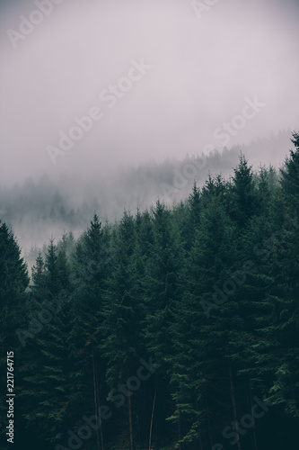 Spazieren im Wald, Waldweg im Tannenwald dunkelgrün, Nationalpark Harz,  © kenopictures