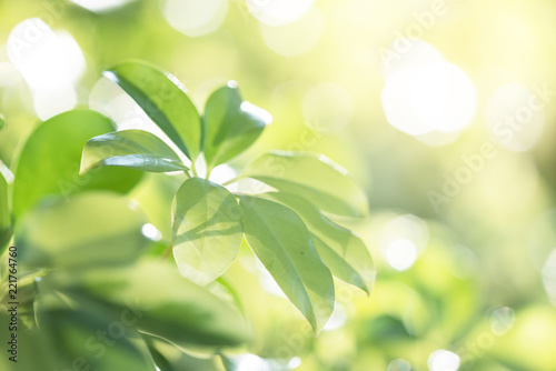 Closeup green leaf with nature background in garden with sunlight