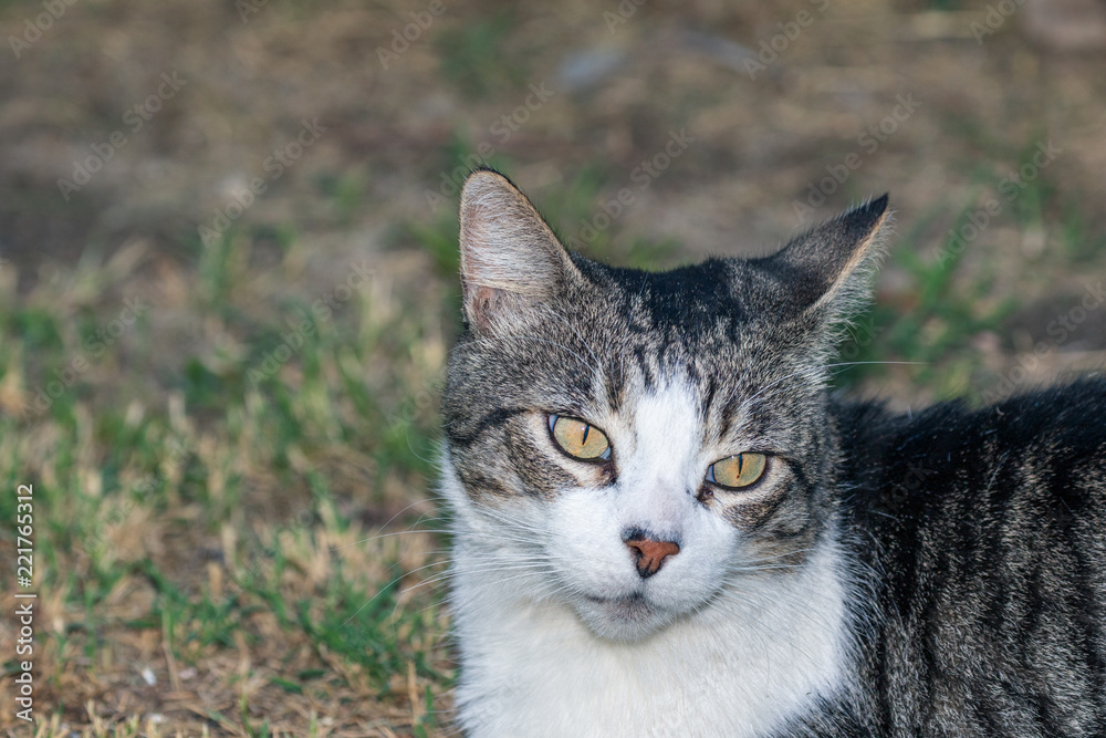 Domestic Cat - Felis silvestris catus or Felis catus Domestic Cat - Felis silvestris catus or Felis catus