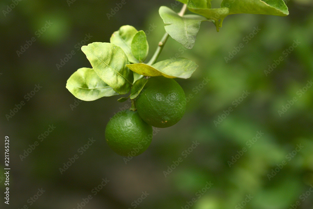 green leaf of plant with a lime