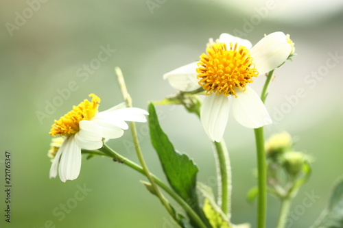 Amazing view of colorful white flower