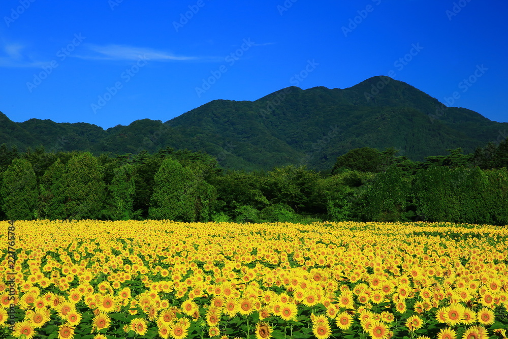 南昌山とひまわり畑 南昌山とひまわり畑