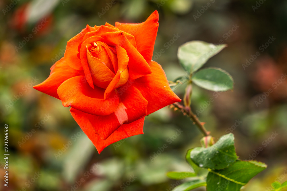one beautiful red rose as a symbol of love.
