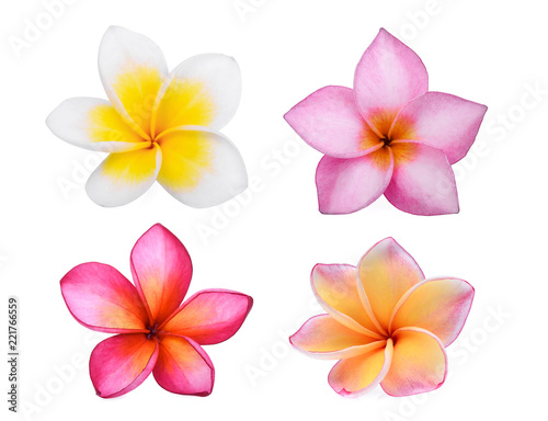Fototapeta Naklejka Na Ścianę i Meble -  collection of frangipani (plumeria) flower isolated on white background, tropical flower