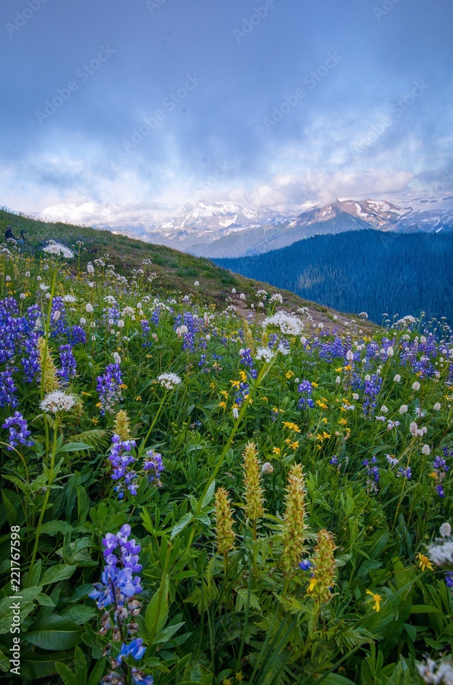 Obraz premium Mount Baker summer view