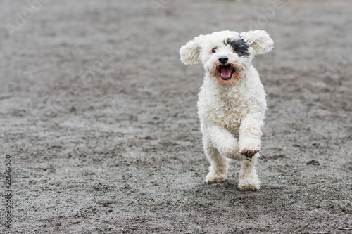 Cute white dog with black eye patch running happily