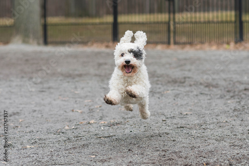 Happy white dog with black eye patch running fast in park