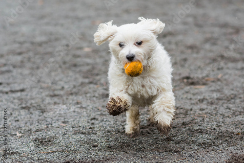 Small white dog running with orange ball in mouth
