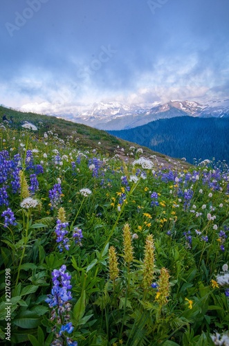 Mount Baker summer view