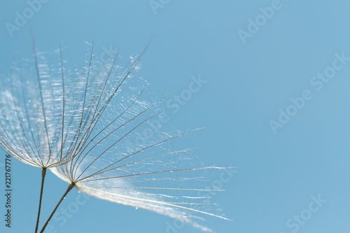 dandelion under blue sky