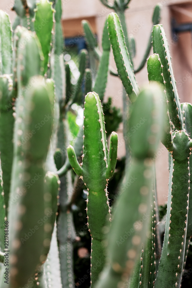 Cactus at sunlight. Cactus at sunlight.
