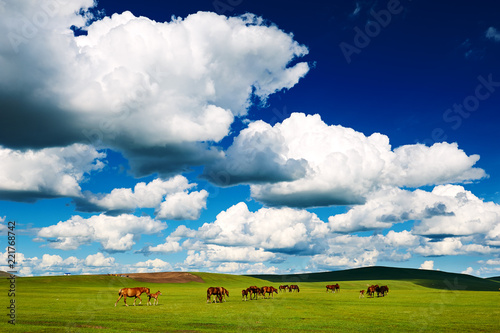 The herd horse on the Hulunbuir summer grassland.