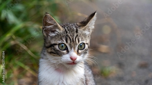 Cute gray baby cat on the street