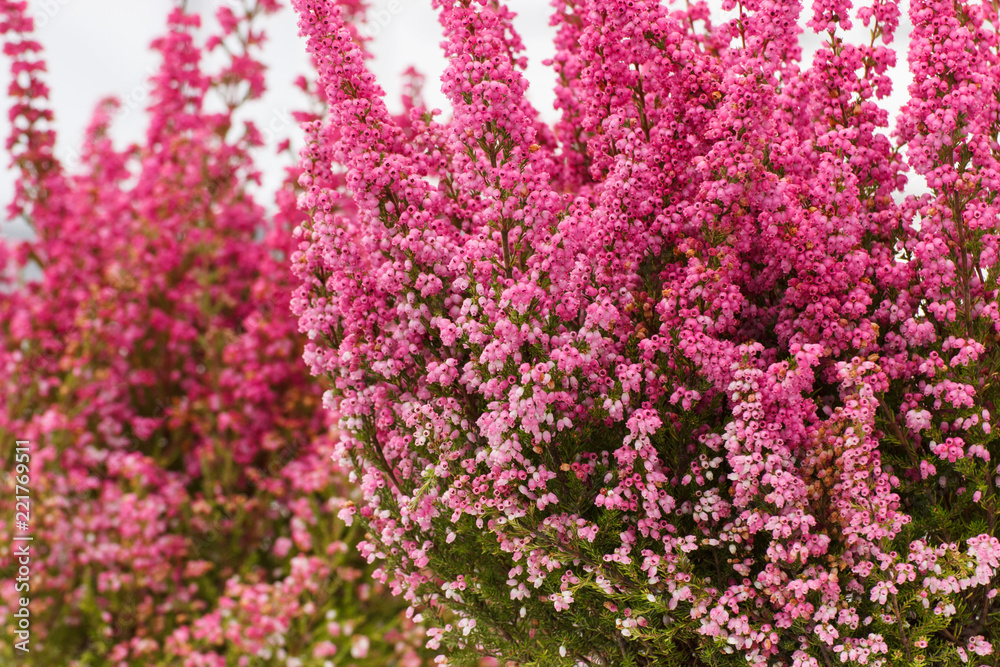 Fototapeta premium Blooming heathers in garden, concept of seasonal flowers