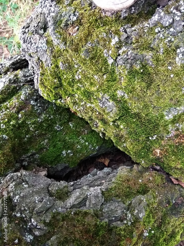 moss on rocks moss on rocks