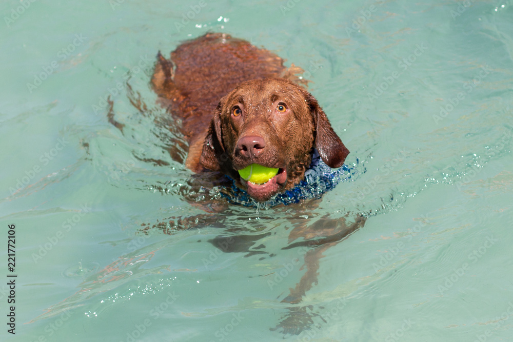 Chesapeake bay retriever swimming cheap