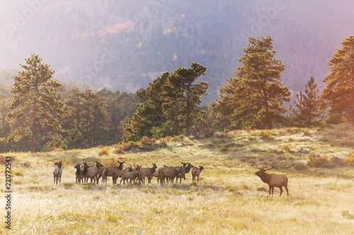 Elk © Galyna Andrushko