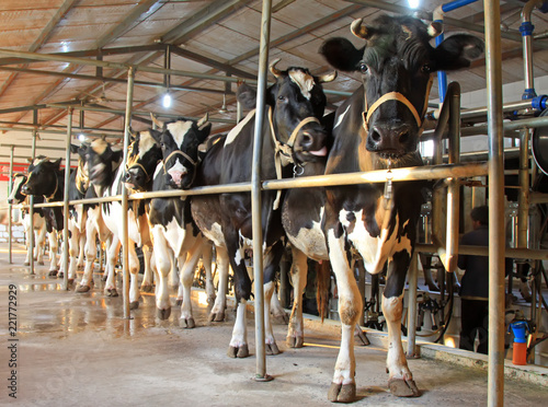 Many cows on the mechanized milking station waiting for milking