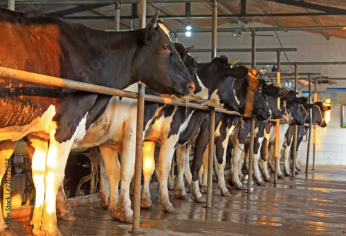 Many cows on the mechanized milking station waiting for milking