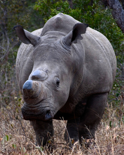 Rhino, South Africa
