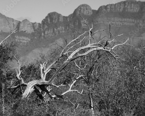 Skeletal Branches, South Africa
