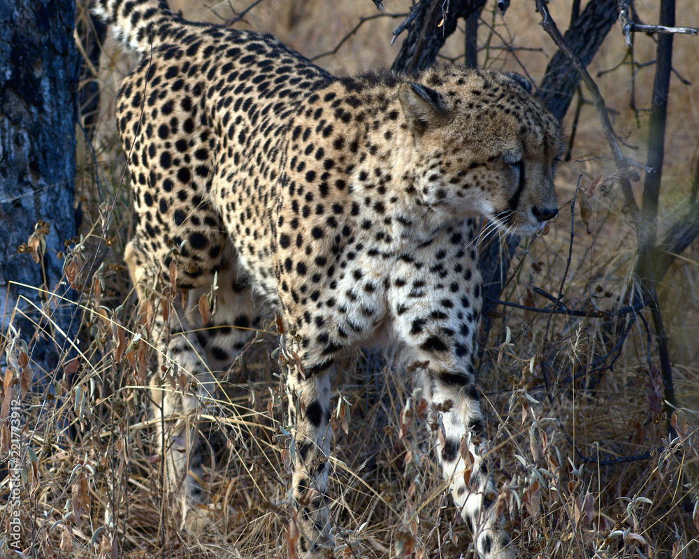 Shy Cheetah Shy Cheetah