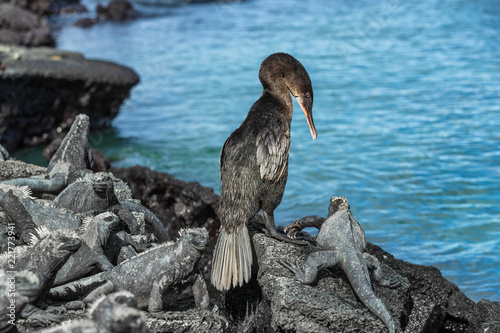 Tablou pe pânză Galapagos wildlife bird flightless cormorant aka galapagos cormorants drying wings by ocean with marine iguanas resting on Fernandina island, Espinoza Point, Ecuador, South America travel