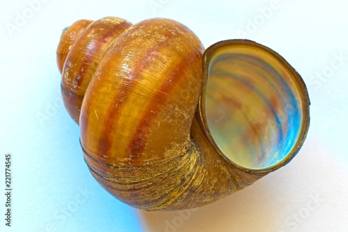 The shell of a river snail  Viviparus contectus. photo