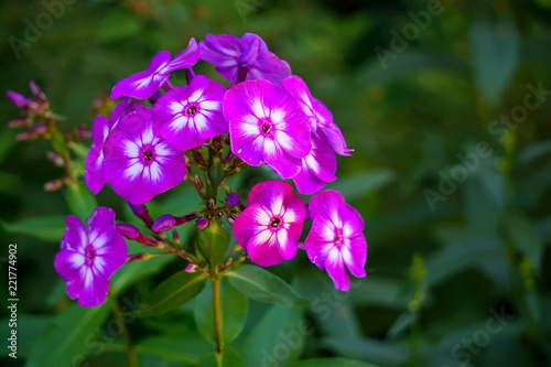 Purple phlox.