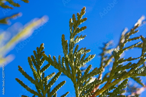 Branches of thuja (cypress) against the blue sky.