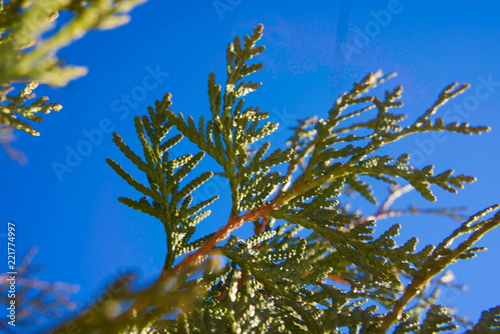 Branches of thuja (cypress) against the blue sky.