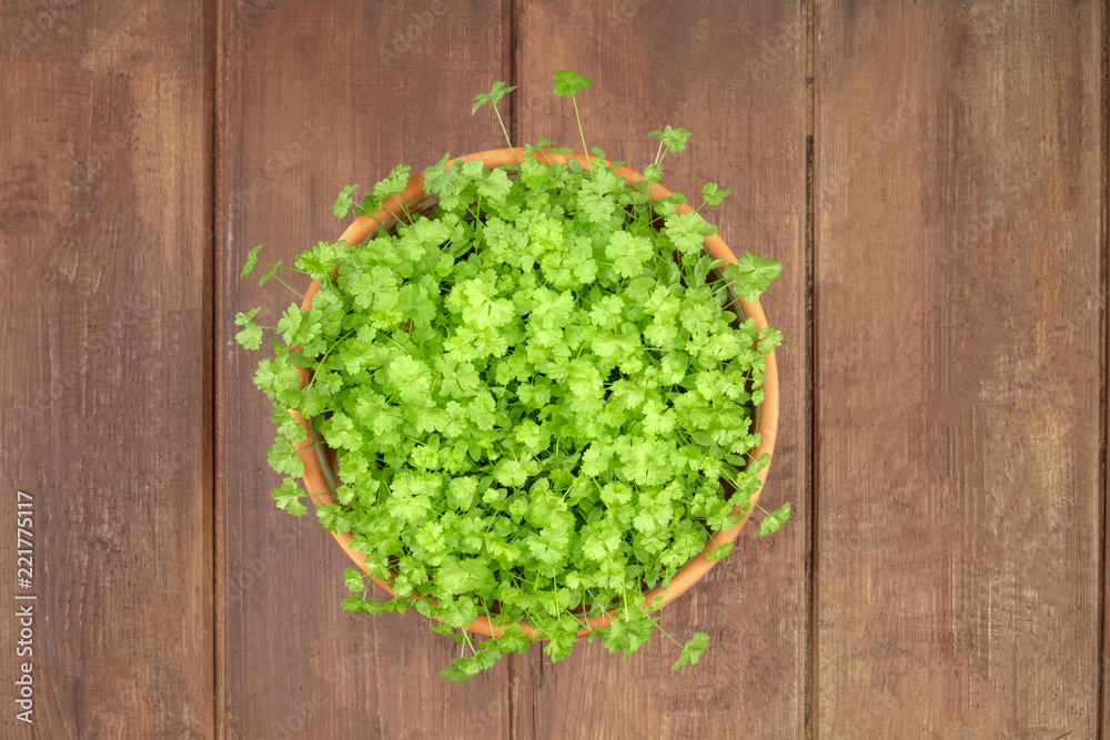 Overhead photo of fresh green parsley in pot with copy space Overhead photo of fresh green parsley in pot with copy space