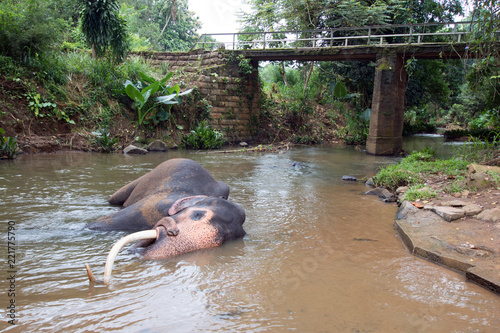 Принти на полотні Aging Asian Bull Elephant tusker resting in the river in Pinnawala Sri Lanka Asi