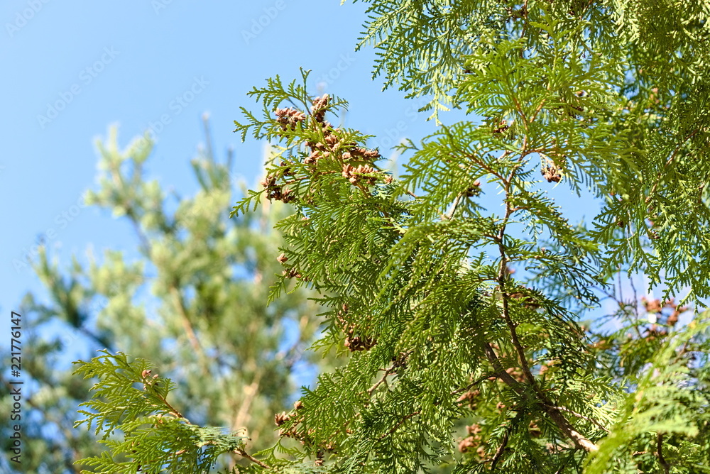 Fototapeta premium Openwork branches of cypress (thuya).