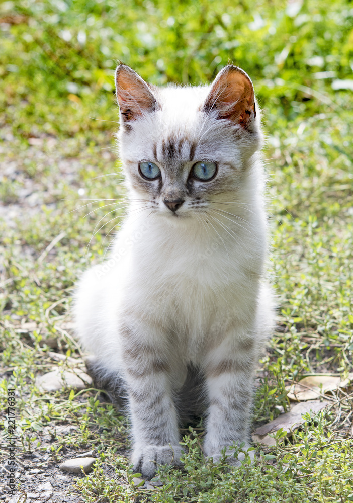 adorable kitten