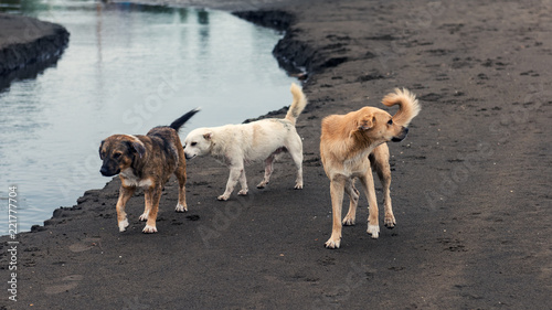 Homeless dogs on sea shore
