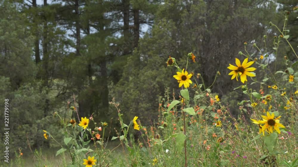 Wildflowers in the woods, swaying in the breeze Wildflowers in the woods, swaying in the breeze
