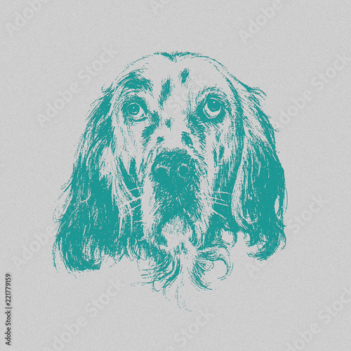 English setter