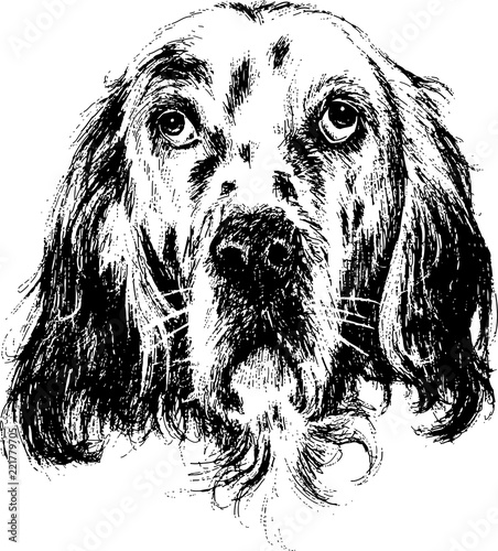 English setter