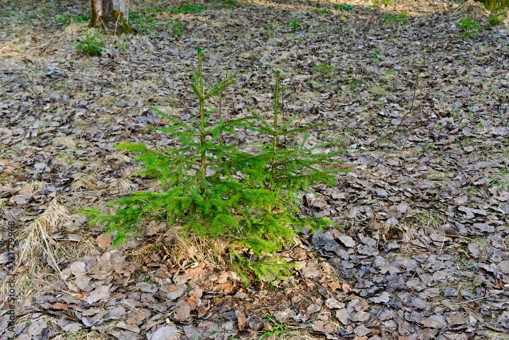 A small spruce in a spring forest.