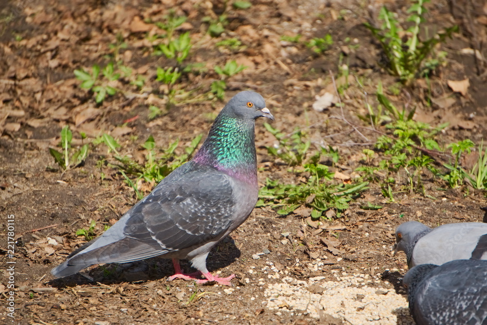 The city pigeon walks the earth. The city pigeon walks the earth.