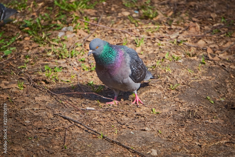 The city pigeon walks the earth. The city pigeon walks the earth.