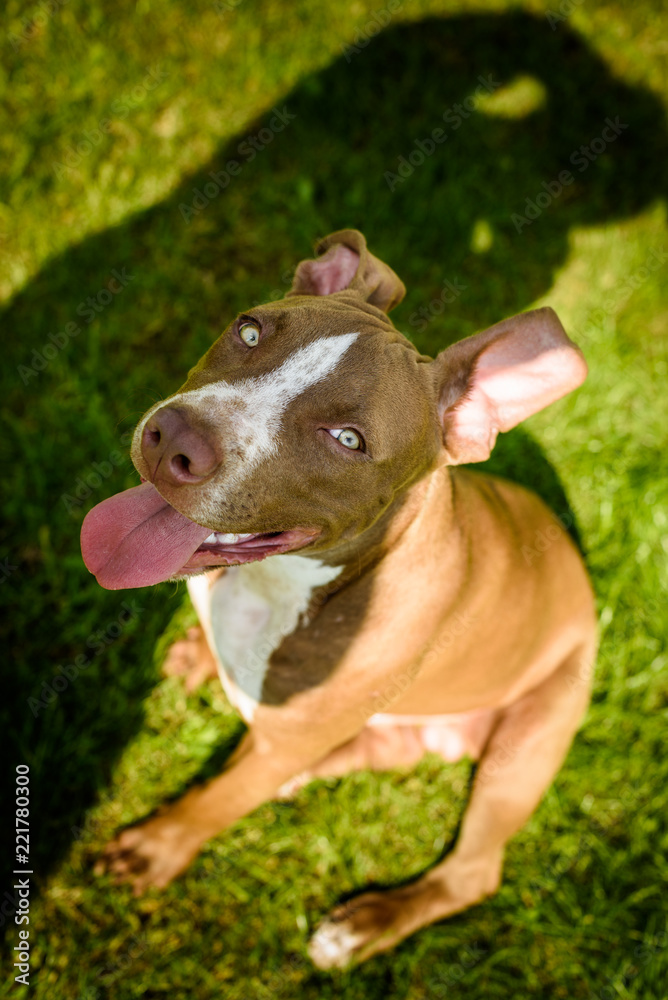 Young American Staffordshire pitbull dog outdoors in summer day Young American Staffordshire pitbull dog outdoors in summer day