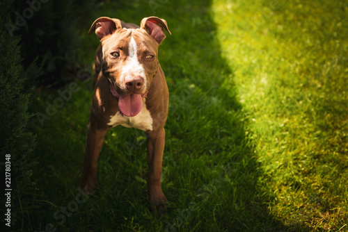Young American Staffordshire pitbull dog outdoors in summer day
