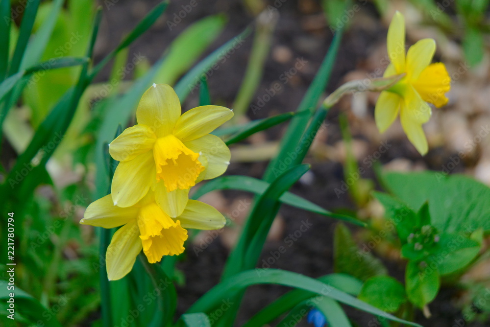 Fototapeta premium Yellow daffodils.