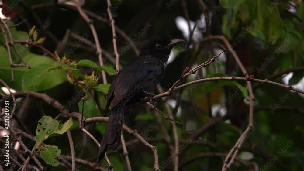Black Drongo Bird (Dicrurus Macrocercus) Sitting on Tree Branch Black Drongo Bird (Dicrurus Macrocercus) Sitting on Tree Branch