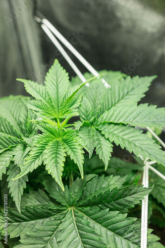 Cannabis plant close up